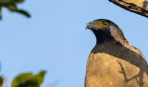 Predator with Yellow Feathers and Piercing Eye