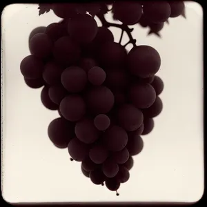 Sweet Autumn Harvest: Ripe Purple Grapes in Vineyard