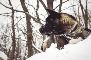 Beautiful German Shepherd dog in snowy forest