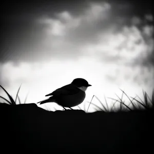 Majestic Magpie: Wild Bird Perched on Tree Branch