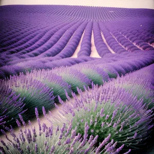 Lavender Blooms in Colorful Field