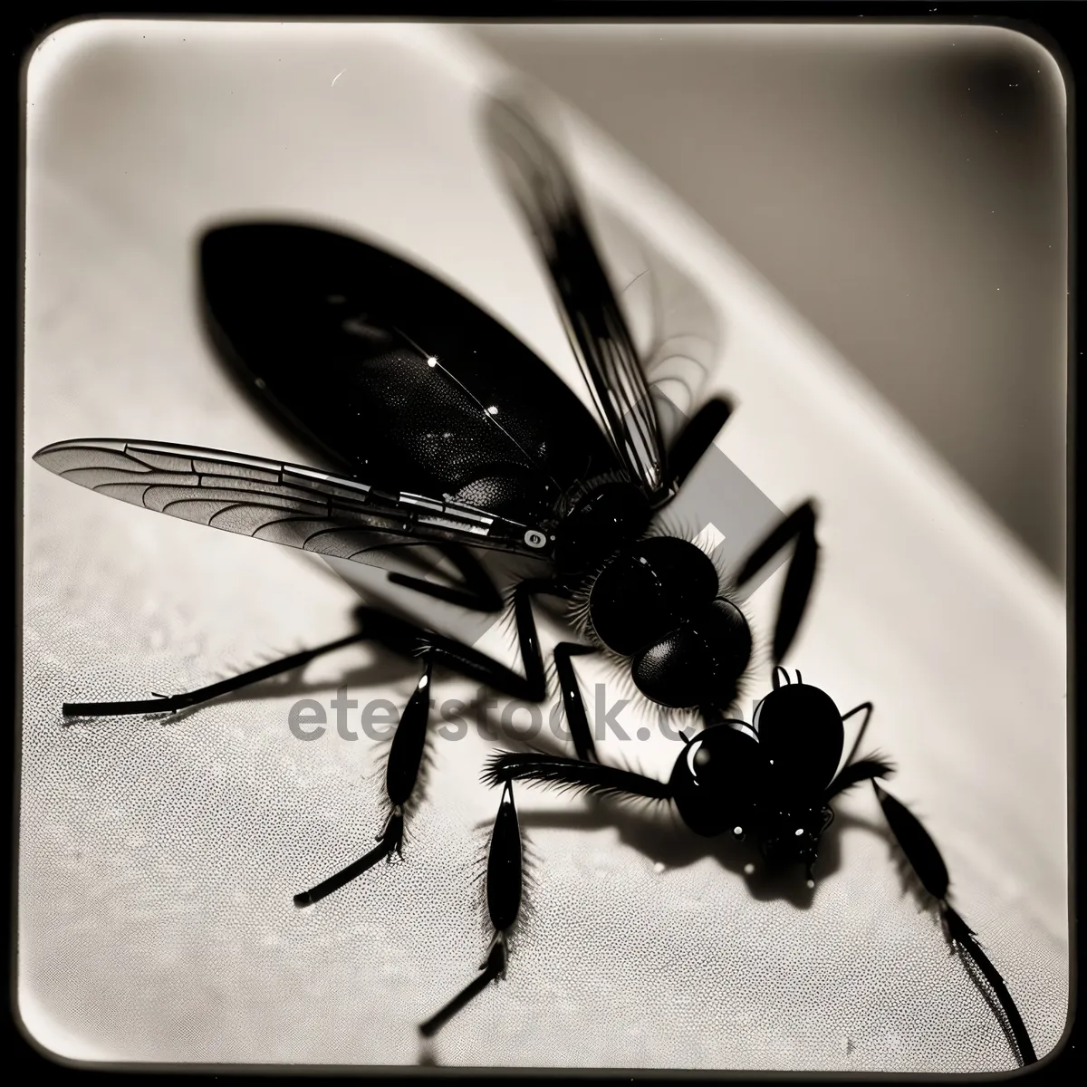 Picture of Black Insect Wing Close-Up: Wildlife Arthropod Fly