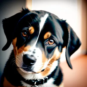 Adorable Swiss Mountain Dog Puppy Portrait