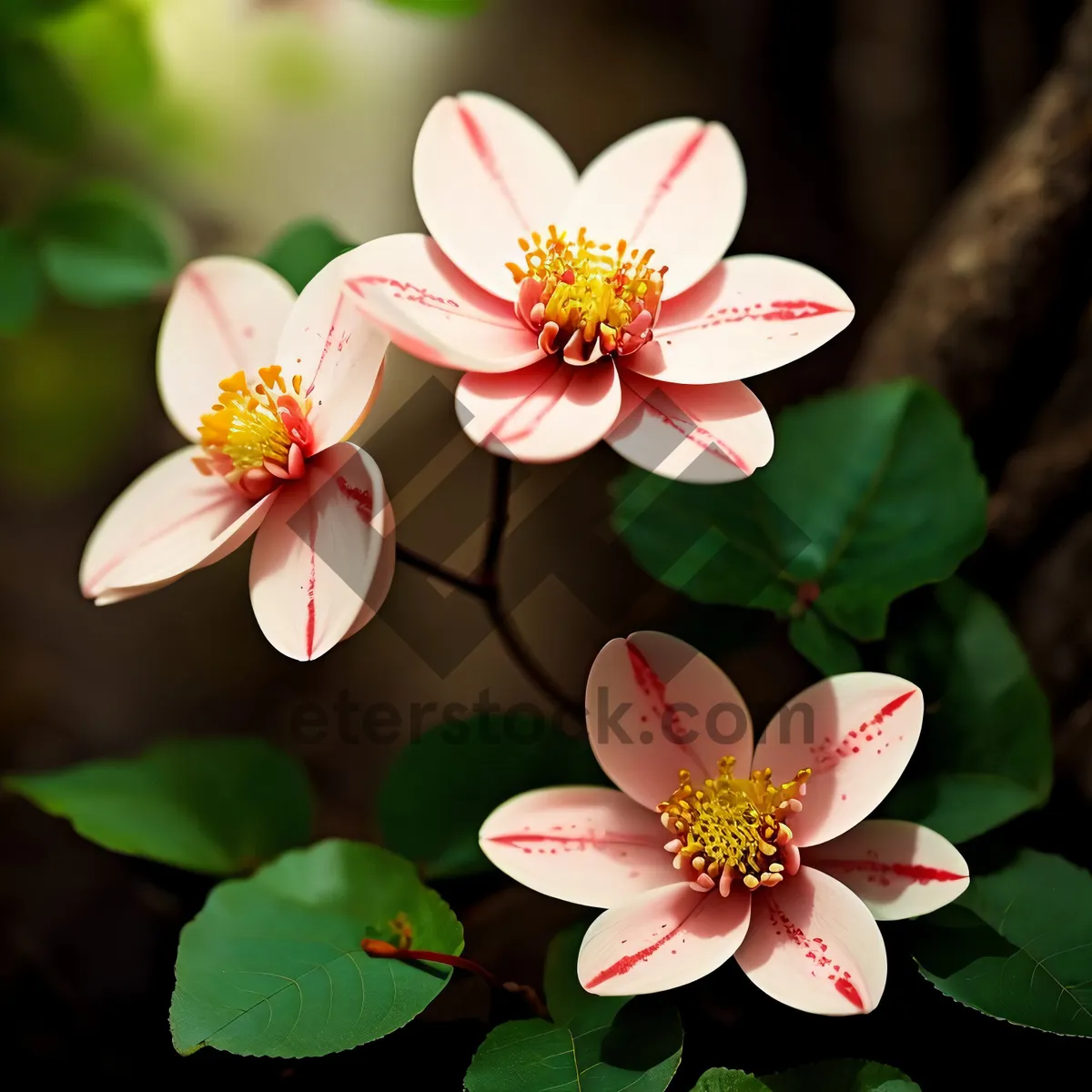 Picture of Pretty Pink Pond Blossom