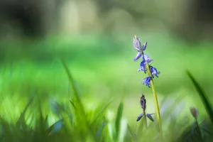 Summer Meadow Floral Blooms in Garden