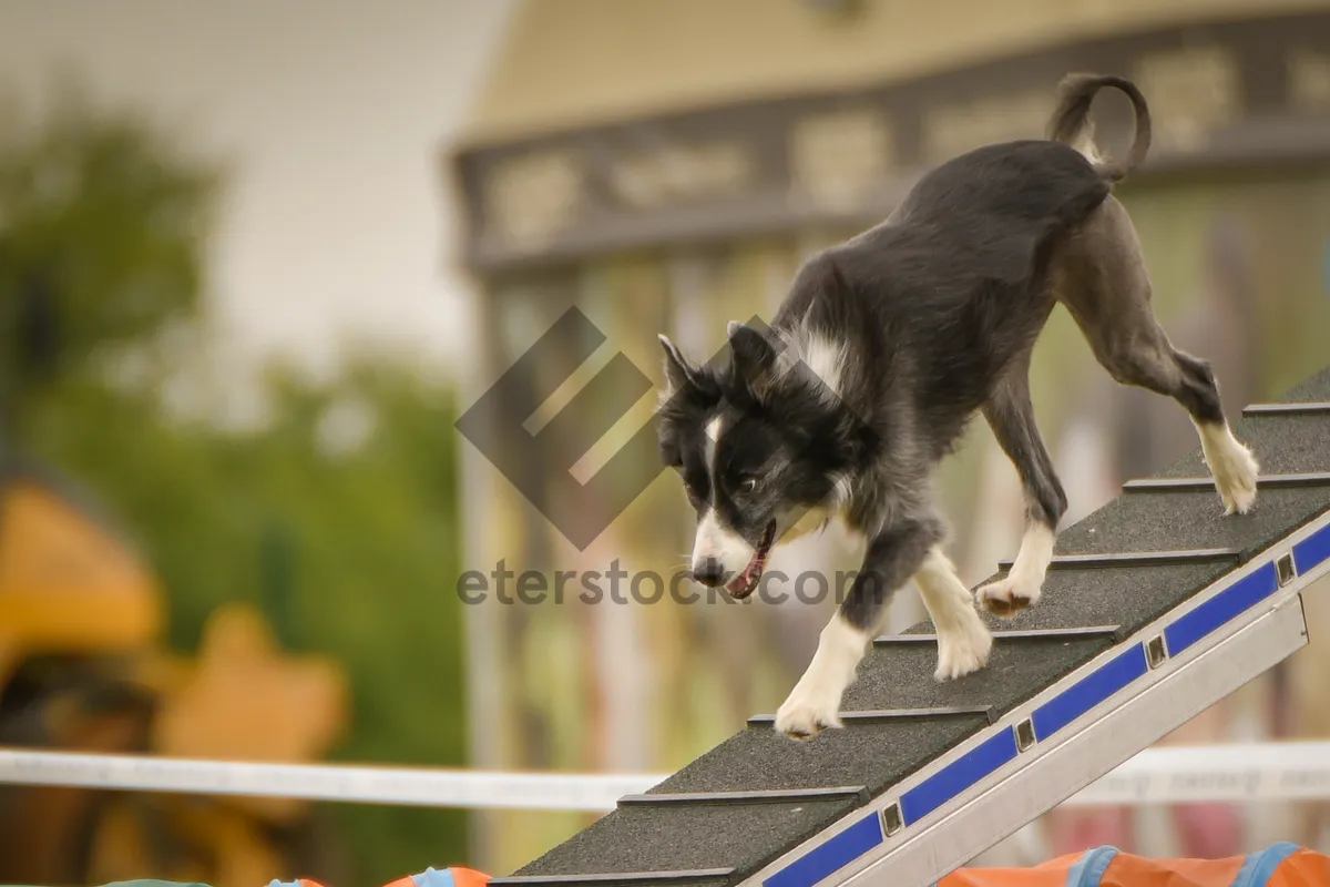 Picture of Adorable Border Collie Puppy - Domestic Pet Dog Breed