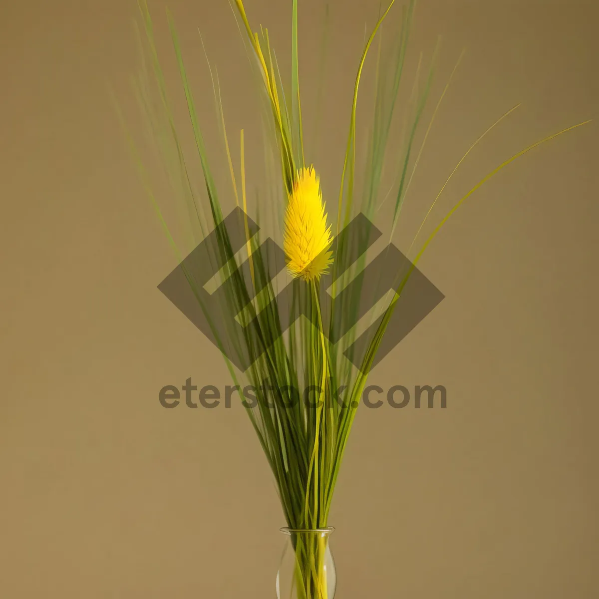 Picture of Vibrant Wheat Field in Full Bloom