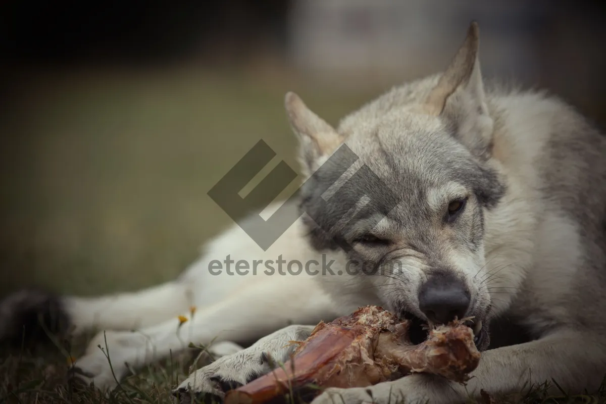 Picture of Cute dog with penetrating eyes, domestic pet