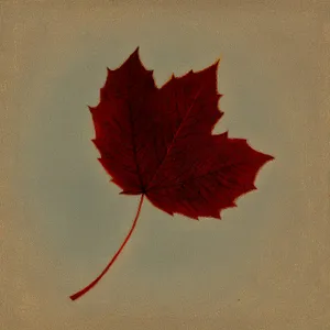 Autumn Maple Leaf - Vibrant Fall Foliage