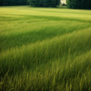 Golden Wheat Field against Blue Sky