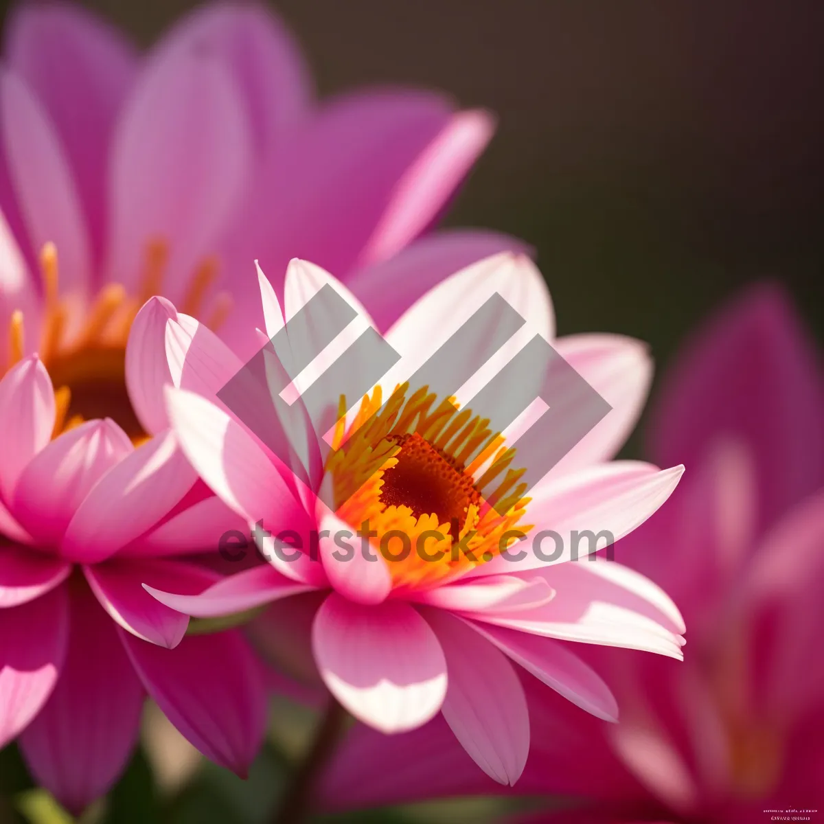 Picture of Blossoming Pink Lotus - Vibrant Floral Beauty