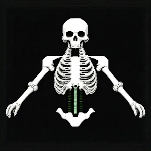 Anatomical Human Skull X-Ray - Medical Skeleton Image