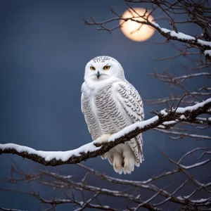 Predator bird with sharp talons and feathers.