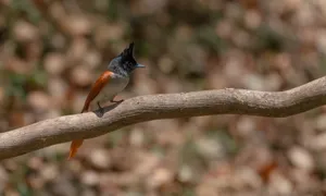 Brown hummingbird perched on tree branch in garden