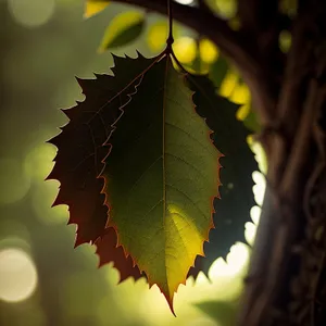 Autumn Sumac Leaves - Vibrant Fall Foliage and Fruits