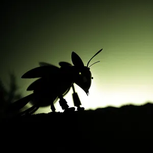 Silhouette of Flying Insect Against Sky