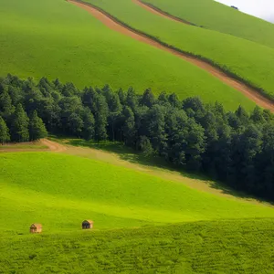 Summer Golf Course Landscape with Lush Greenery