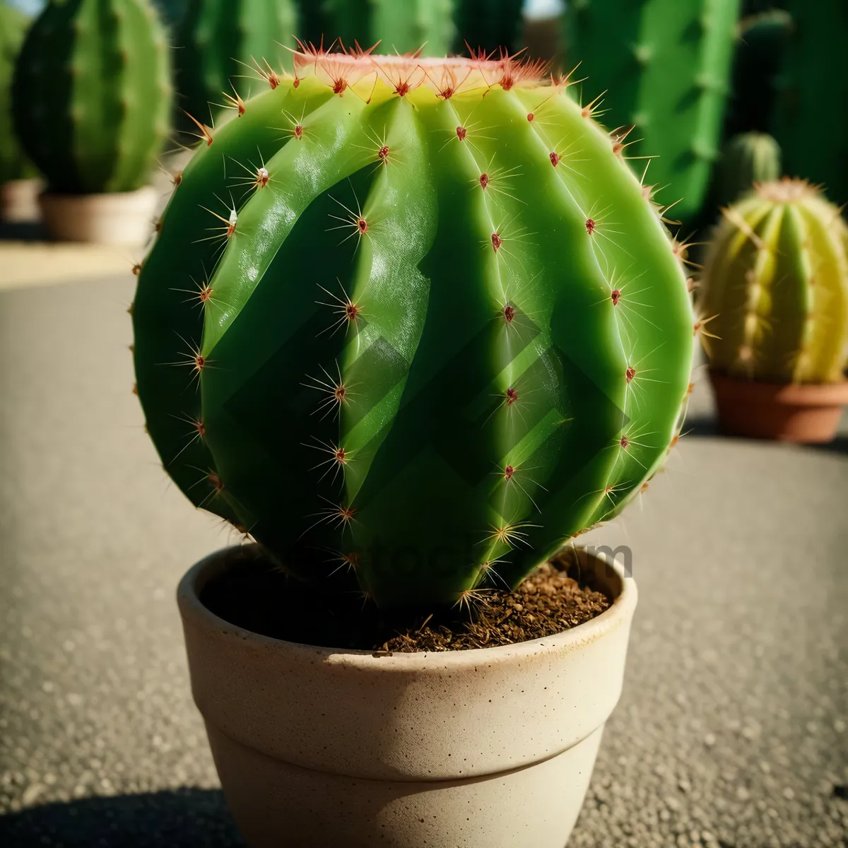 Picture of Fresh Desert Cactus Leaf - Healthy and Natural