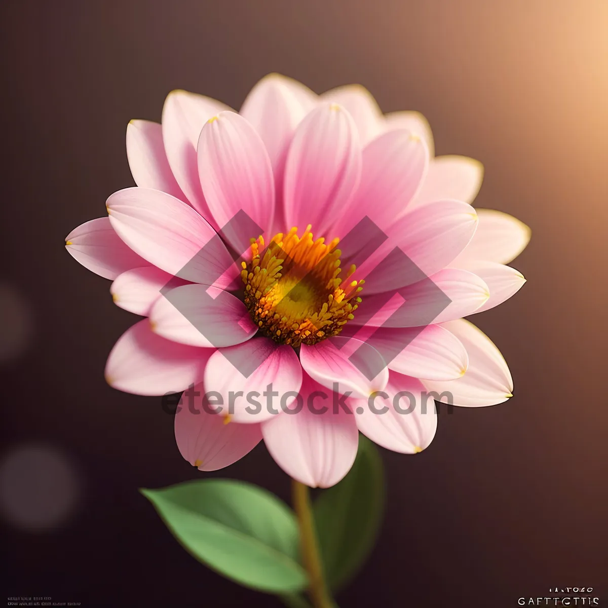 Picture of Vibrant Pink Daisy Blossom in Full Bloom