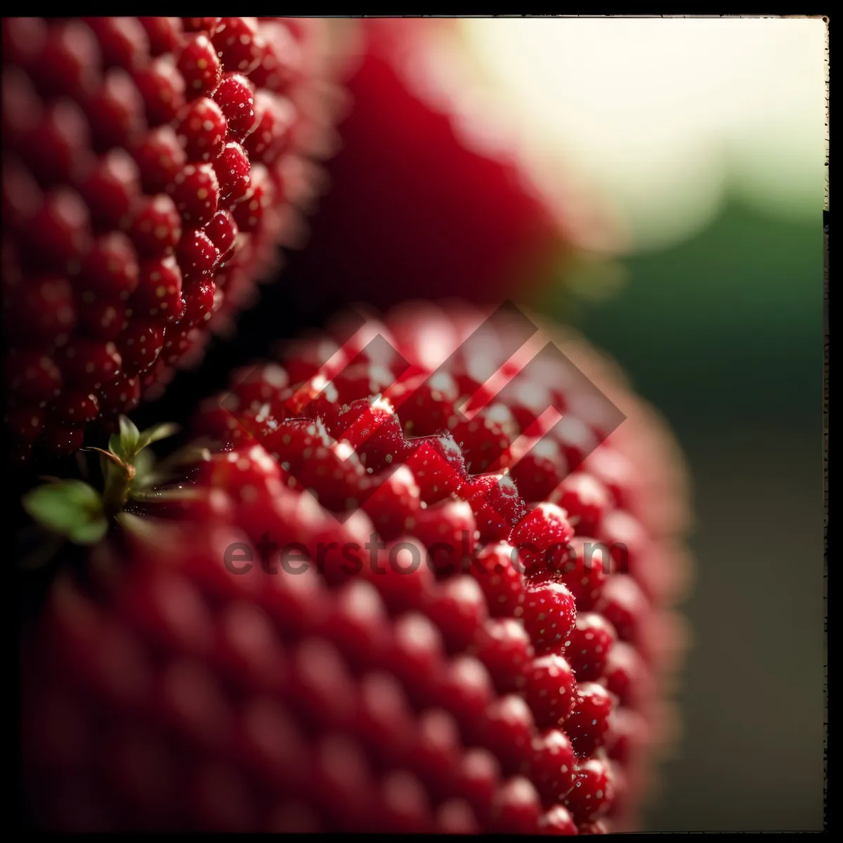 Picture of Vibrant Litchi Berry – Sweet, Juicy, and Delicious