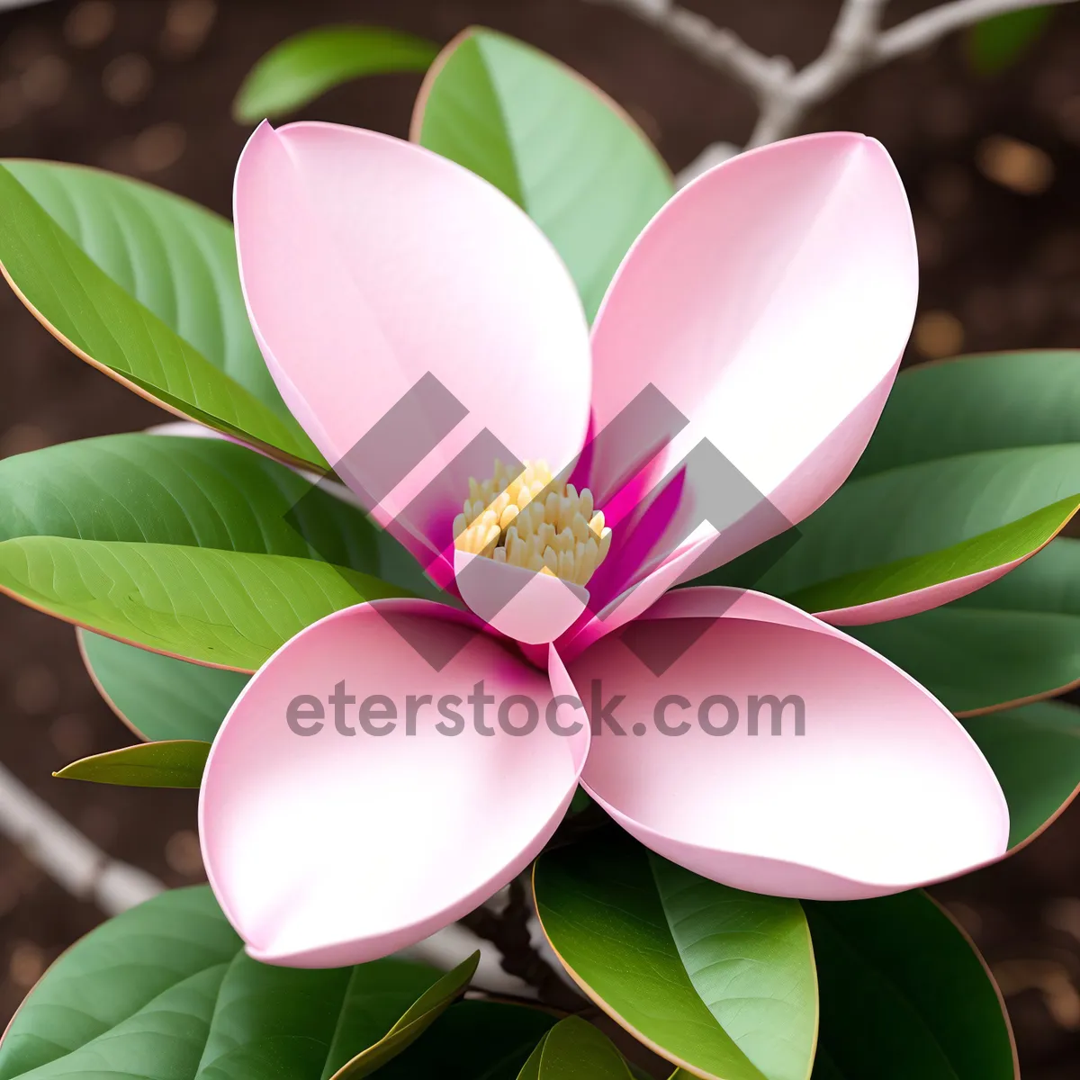 Picture of Exotic Pink Lotus Blossom in Tropical Garden