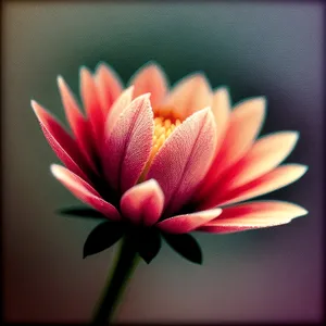 Serene Pink Lotus Blossom in Water