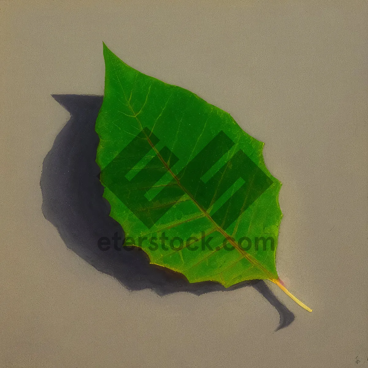 Picture of Vibrant Yellow Leaf on Fig Tree