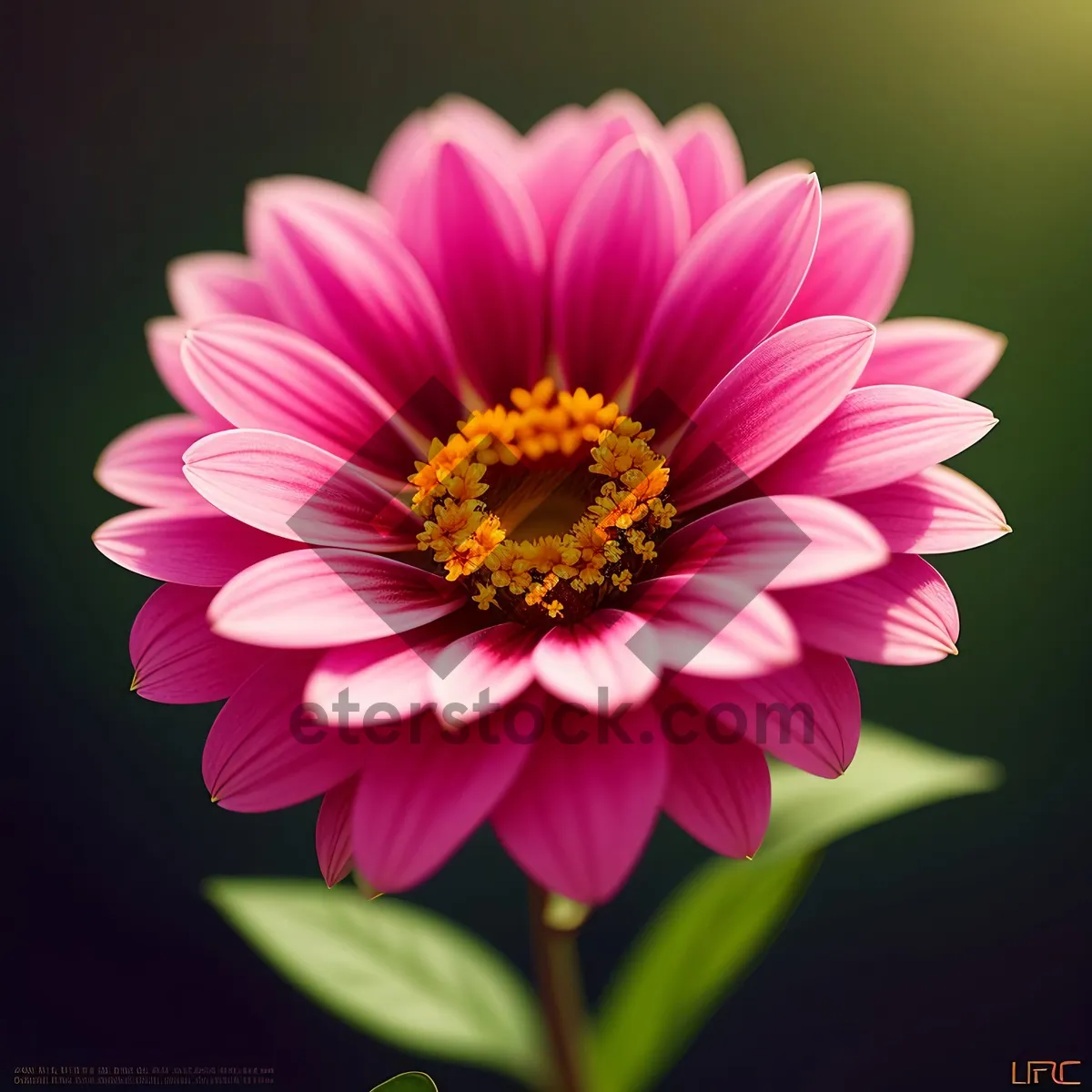 Picture of Pretty Pink Daisy Blossom in Full Bloom