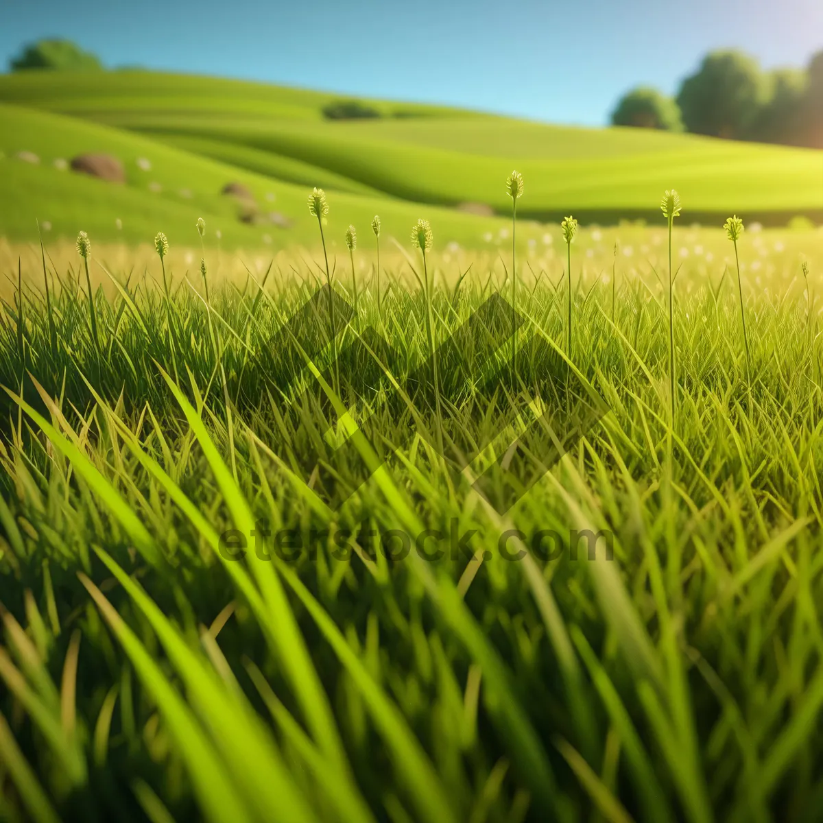 Picture of Vibrant Summer Wheat Field in Lush Green Meadow