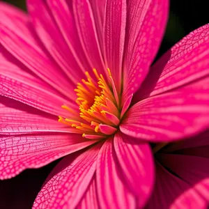 Bright Pink Floral Fractal Art Wallpaper