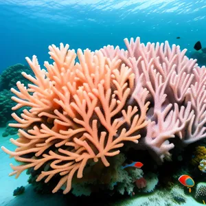 Tropical Sunbeam Reef: Colorful Sea Anemone Diving