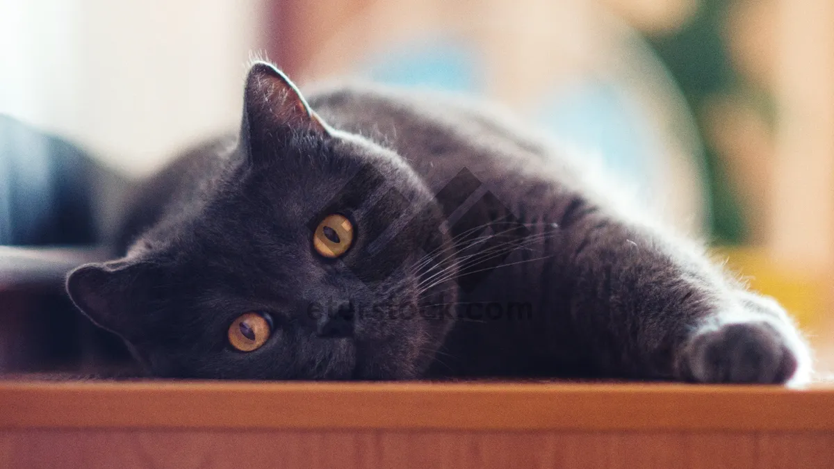 Picture of Gray Kitty with Curious Eyes on Windowsill