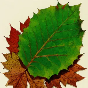 Vibrant Fall Foliage: Rhubarb Leaf in Autumn