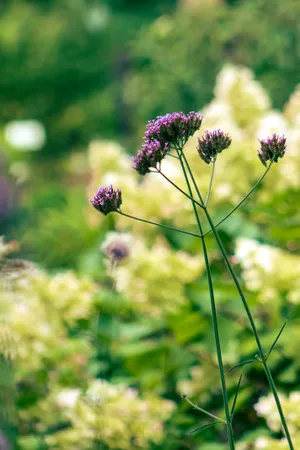 Wild Summer Meadow with Blooming Flowers and Insects