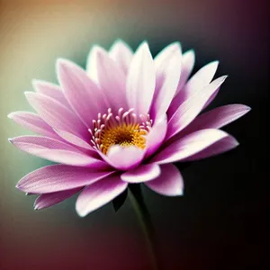 Pink Lotus Blossom in Full Bloom