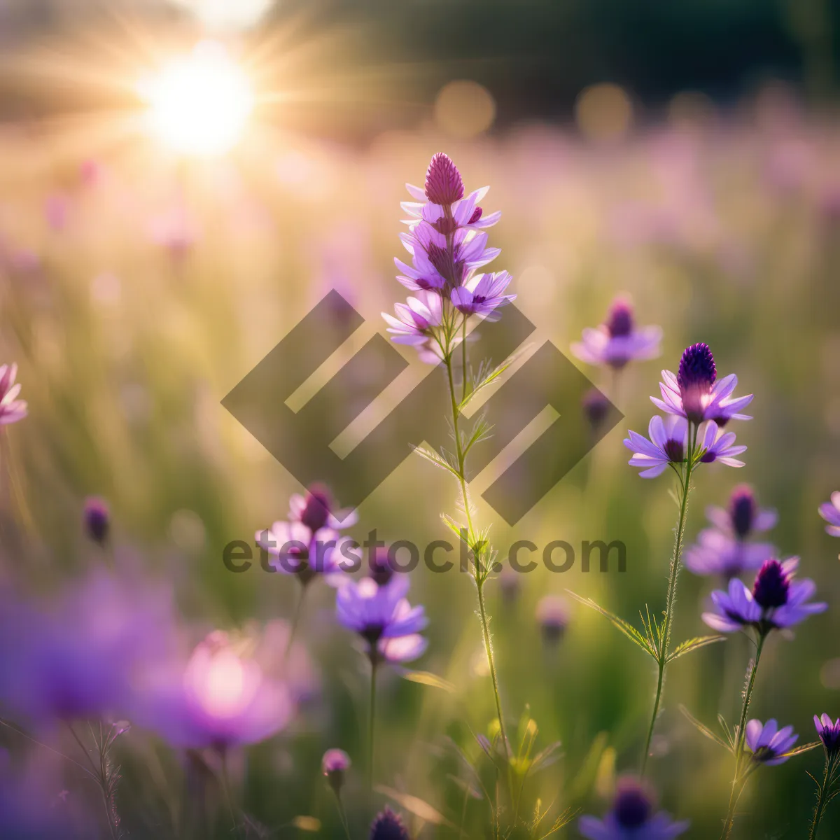 Picture of Blooming lavender herb garden in the countryside