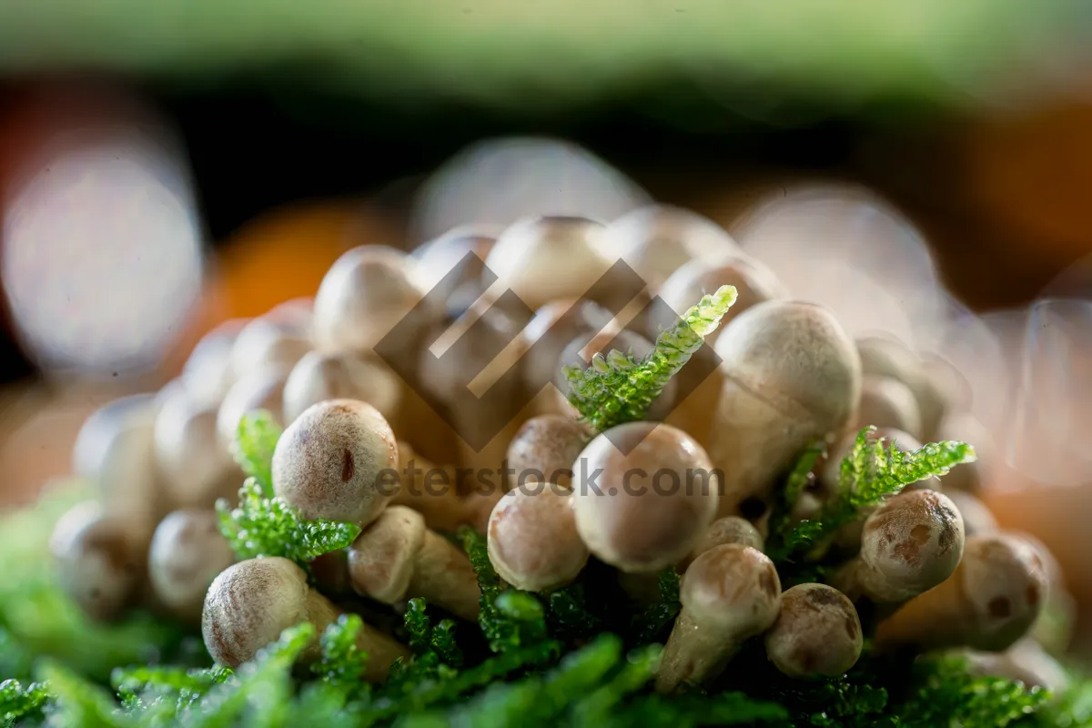 Picture of Healthy fruit and veggie acorn assortment