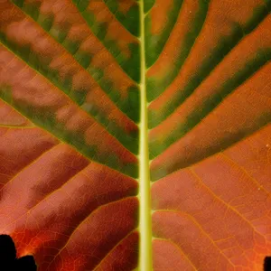 Textured Arum Leaf: Vibrant Botanical Detail in Close-Up