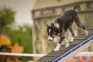 Adorable Border Collie Puppy - Domestic Pet Dog Breed