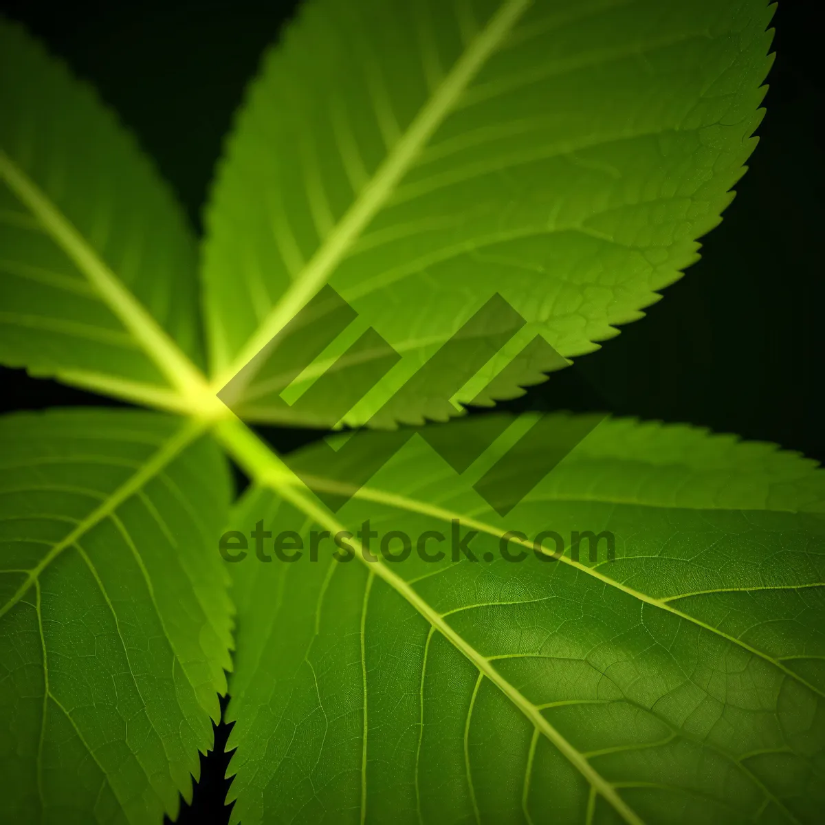 Picture of Vibrant Maple Leaf in Summer Forest