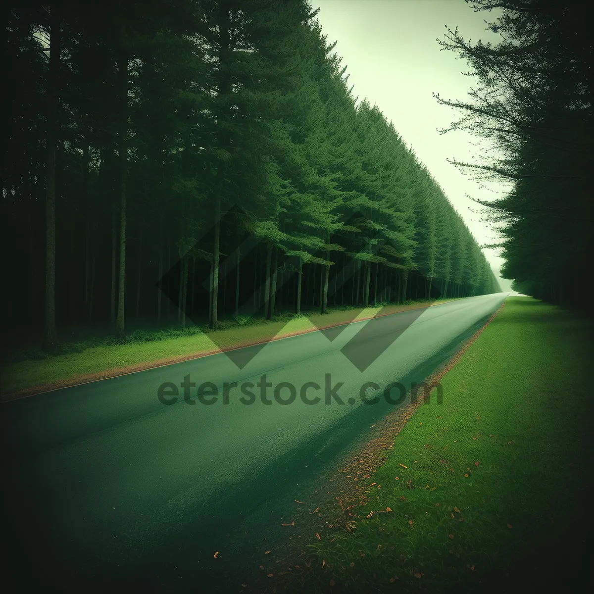 Picture of Scenic Country Highway Through Summer Forest