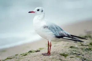 Seagull soaring over the ocean waters.