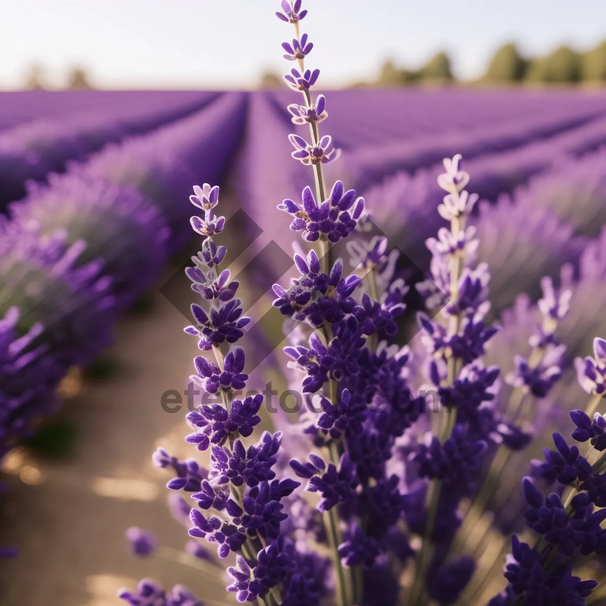 Picture of Lavender Blooming in Aromatic Summer Garden