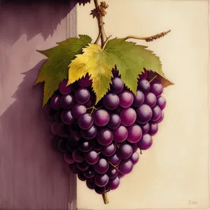 Fresh and Juicy Purple Grape Bunch