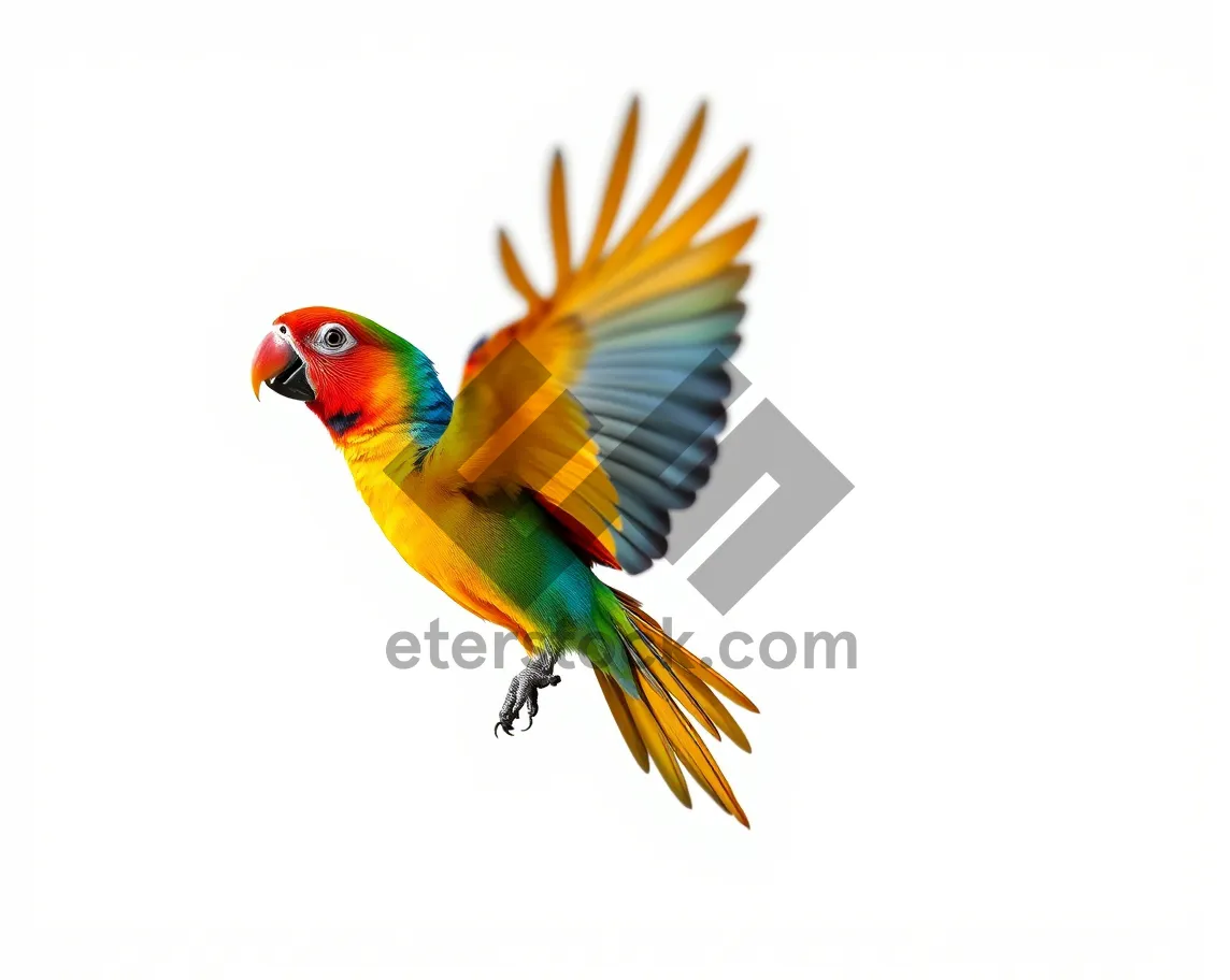 Picture of Colorful Parrot on Bright Yellow Background