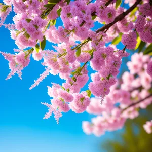 Blossoming Spirea: A Burst of Pink Spring Bloom