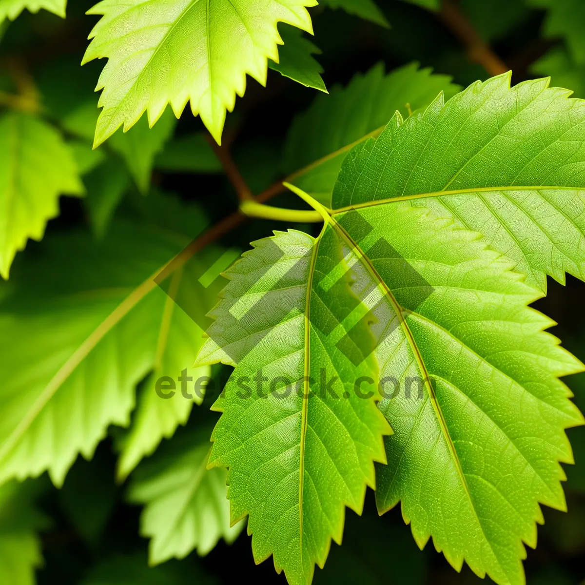 Picture of Lush Maple Branch in Sunlit Forest