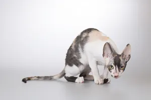 Gray tabby kitten with curious eyes and fluffy ears.