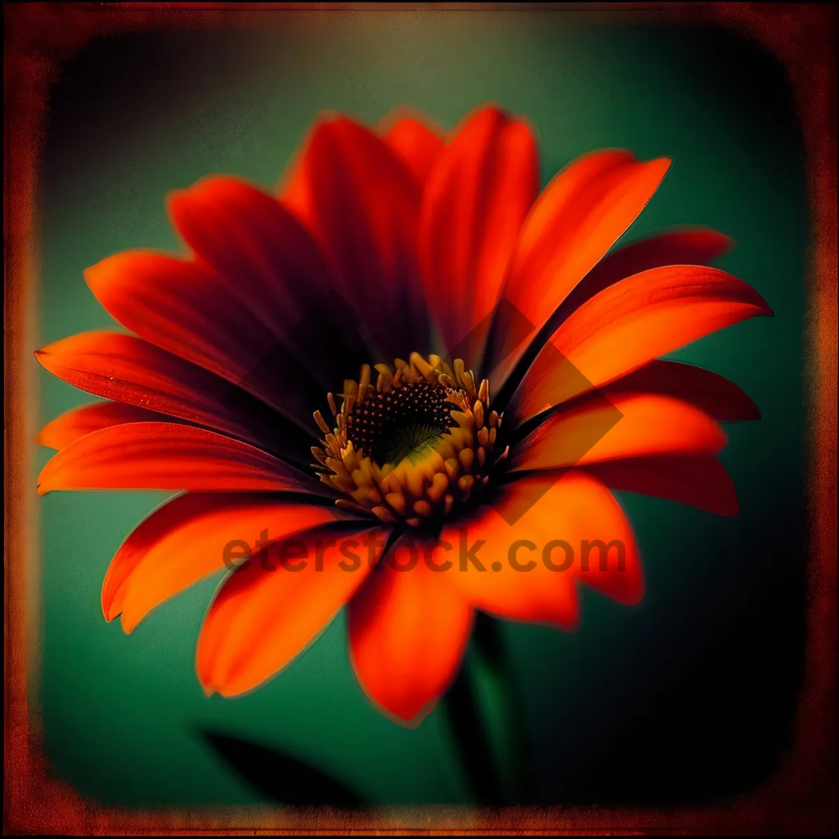 Picture of Vibrant Yellow Daisy Petal in Bloom