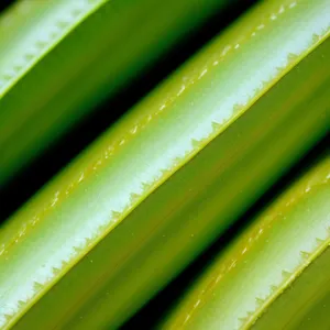 Vibrant dew-kissed leaf in lush garden